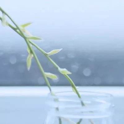 足球滚球的正规平台appapp下载